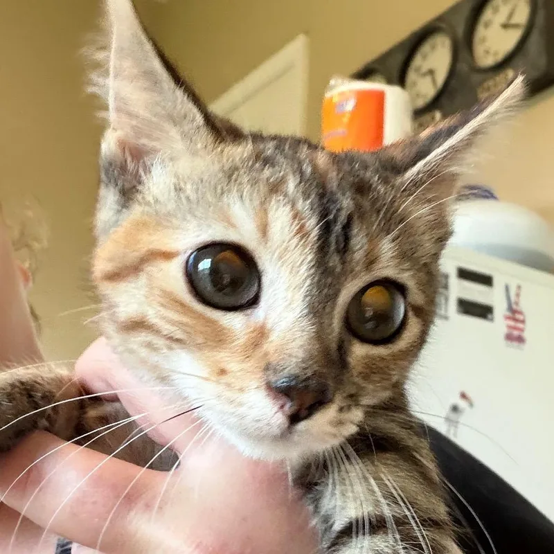 A baby small-sized female American Shorthair cat named Simba for adoption in mount vernon, AR