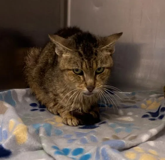 A young medium-sized female Domestic Short Hair cat named Mist for adoption in San Antonio, TX
