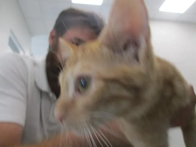 A baby small-sized female Domestic Short Hair cat named Gamora for adoption in Ocala, FL