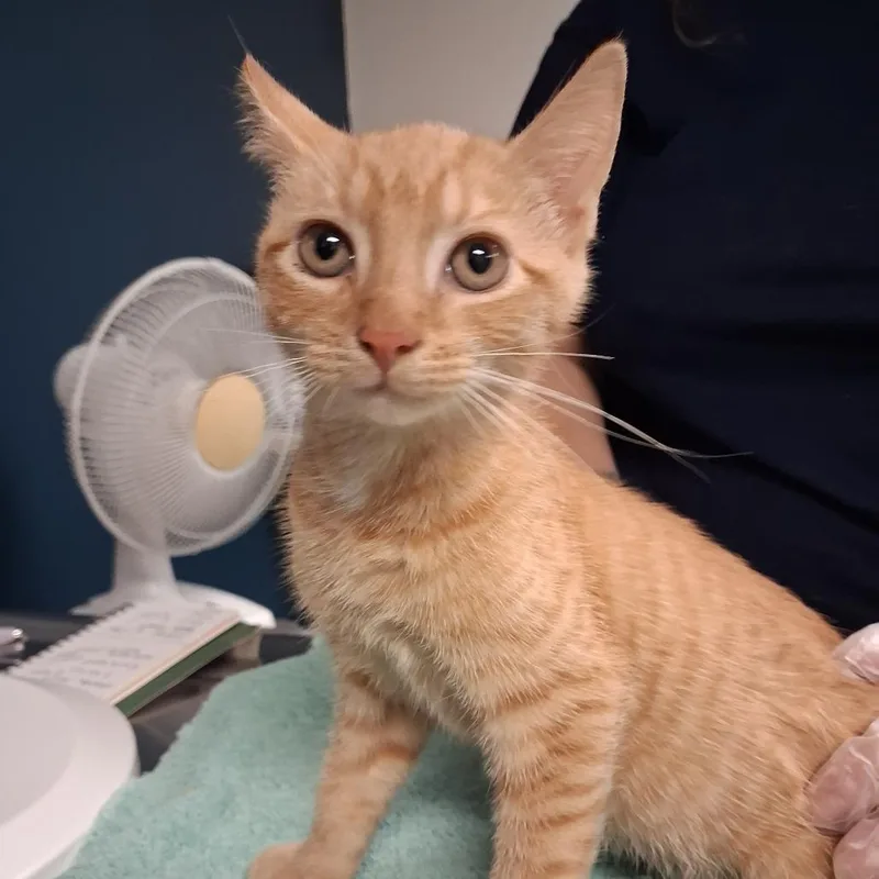 A baby small-sized female Orange / Red Domestic Short Hair cat named Kimchi for adoption in Newark, NJ