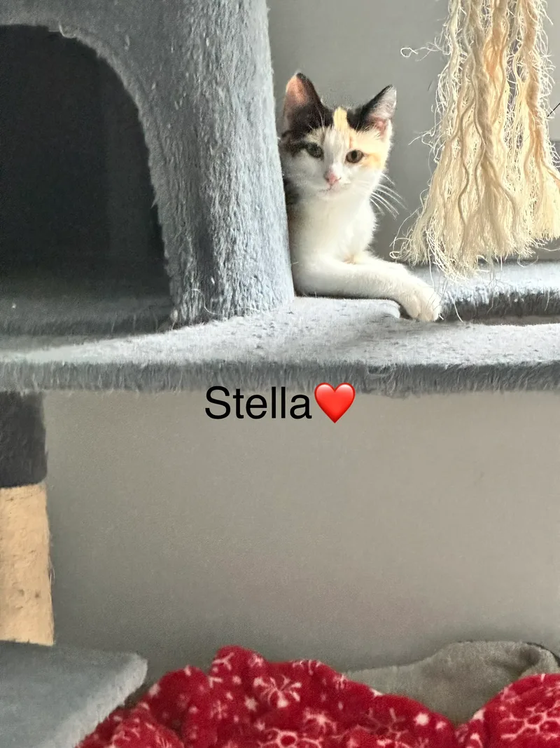 A baby small-sized female Domestic Short Hair cat named Stella for adoption