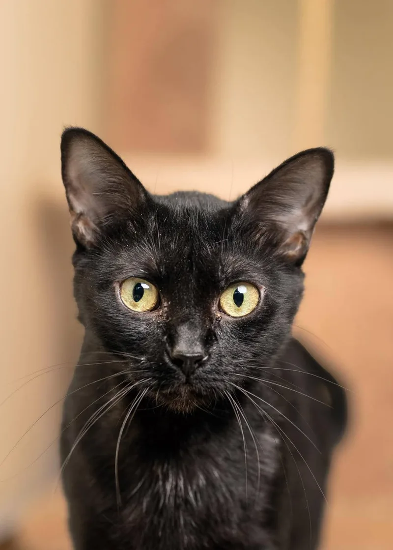 A young small-sized female black Domestic Short Hair cat named Lumi for adoption