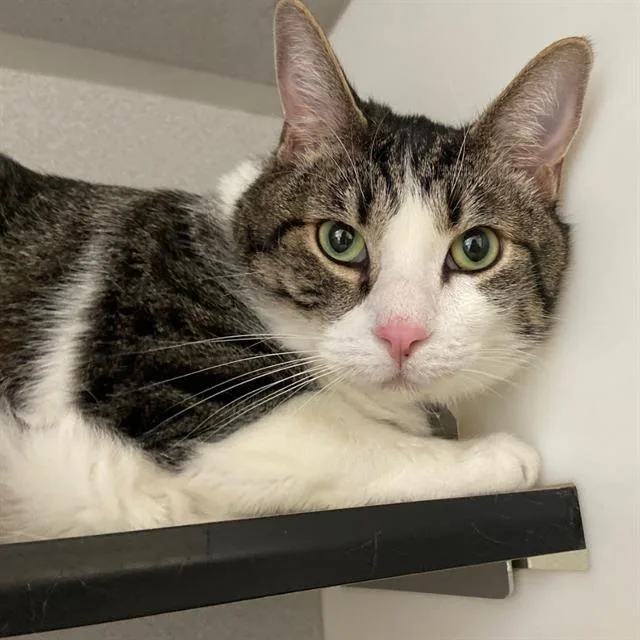 An adult small-sized male Domestic Short Hair cat named Gizmo for adoption in Aurora, CO
