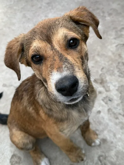 A baby small-sized female Sable Shepherd dog named Cedar for adoption