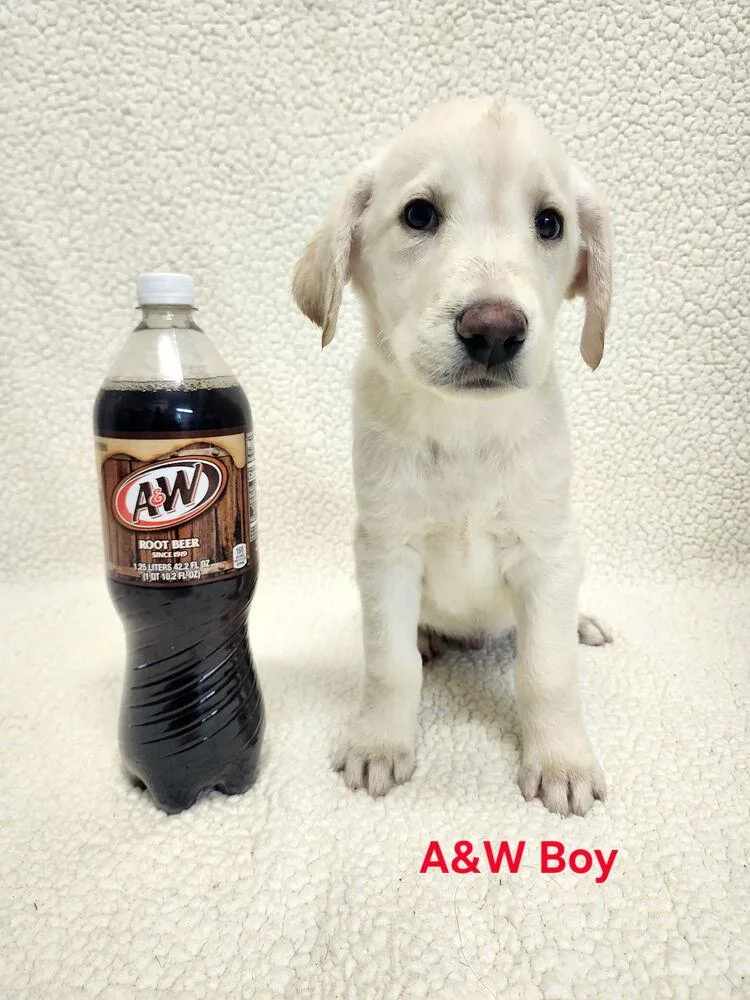 Cisare A&w