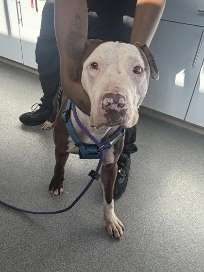 An adult medium-sized male Mixed Breed dog named Legend for adoption in West Chester, PA