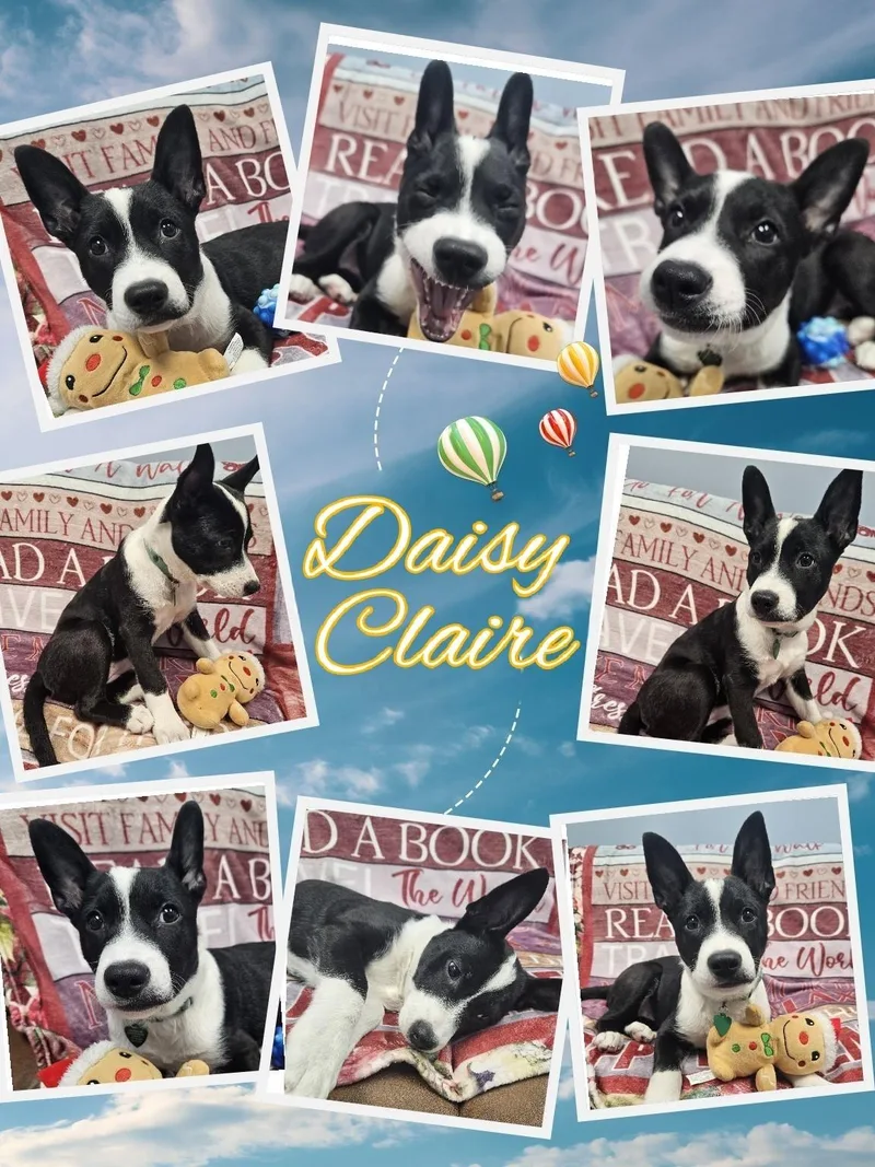 Daisy Claire thumbnail 2