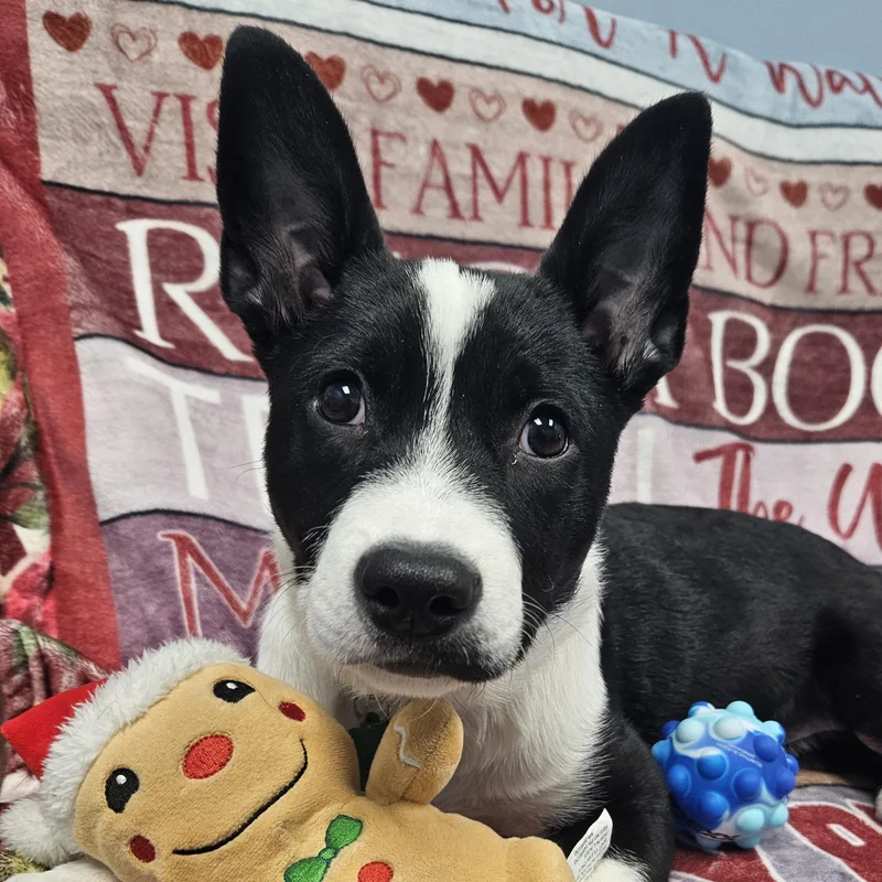 Daisy Claire thumbnail 4