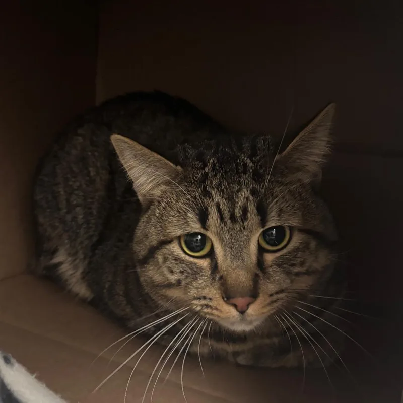 An adult medium-sized male Brown / Chocolate Domestic Short Hair cat named Bandit for adoption in Ballston Spa, NY