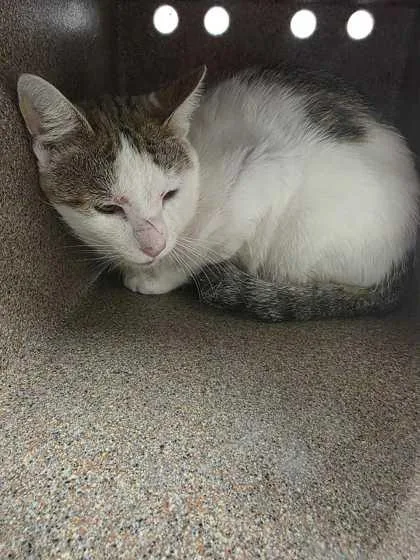 An adult large-sized male Domestic Short Hair cat named Sebastian for adoption in Sevierville, TN