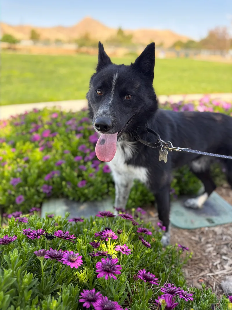 A young large-sized male Black Border Collie dog named Wolfie for adoption in Perris, California