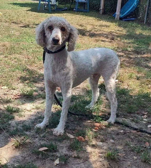 An adult medium-sized male White / Cream Poodle dog named Archer for adoption in Cape May Court House, NJ