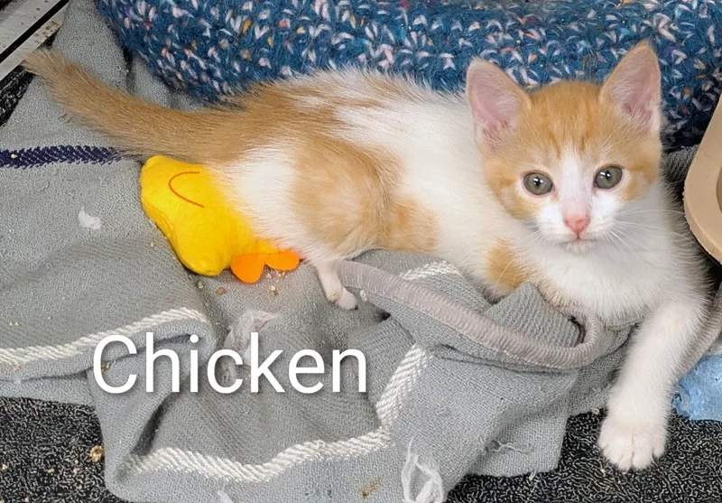 Chicken thumbnail 2