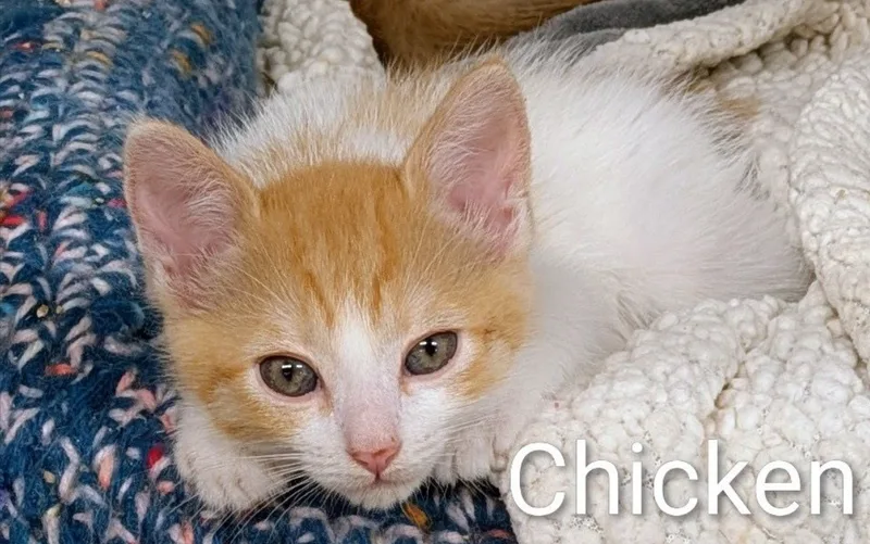 A baby small-sized female Domestic Short Hair cat named Chicken for adoption in Mears, MI