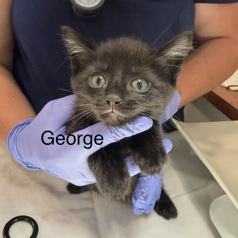 A baby small-sized male Domestic Short Hair cat named George for adoption in Scituate, MA