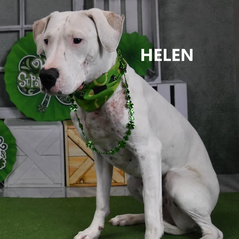 Helen thumbnail 3