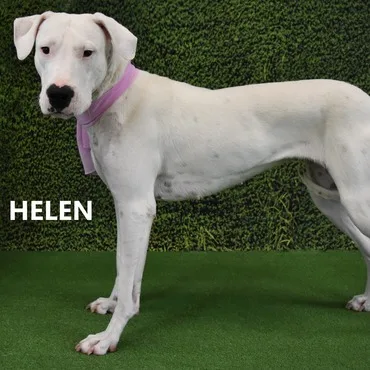 Helen thumbnail 2