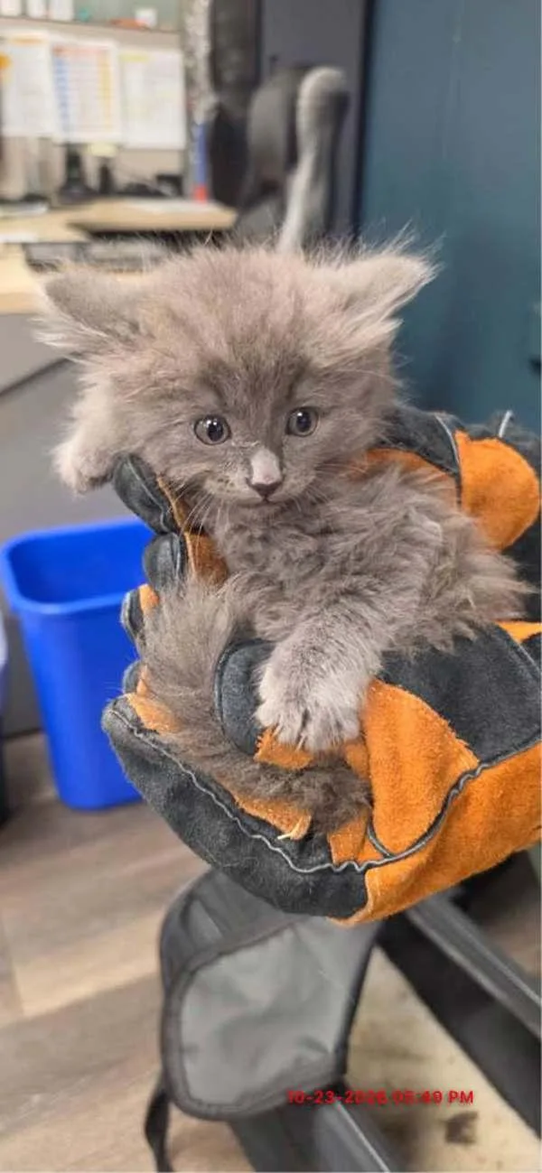 A baby small-sized male Domestic Medium Hair cat named Smoke for adoption in Victorville, CA