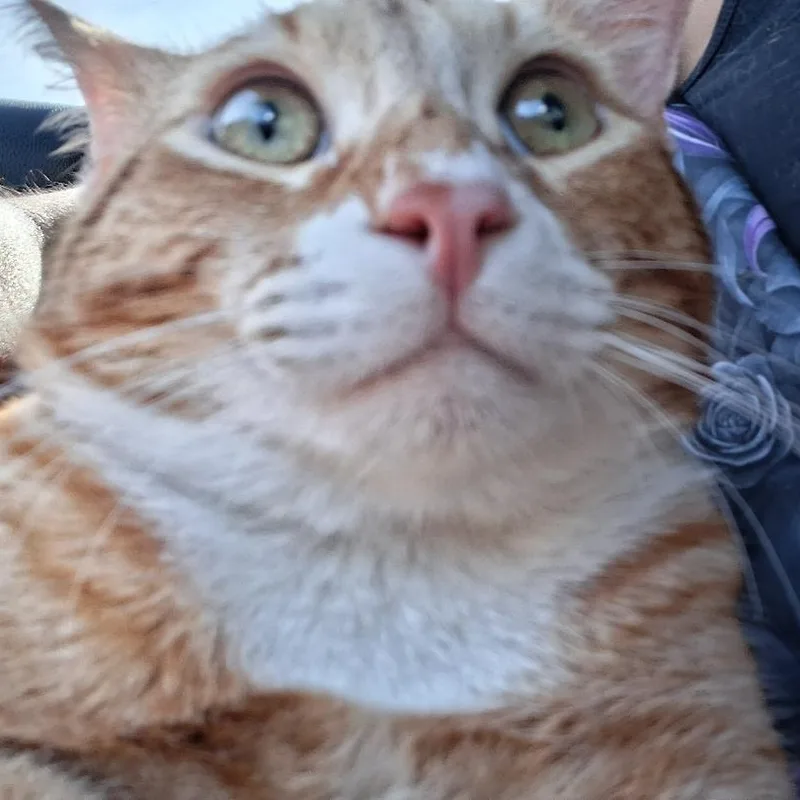 A young small-sized male Orange & White Domestic Short Hair cat named Maxito for adoption in Sherman Oaks, CA