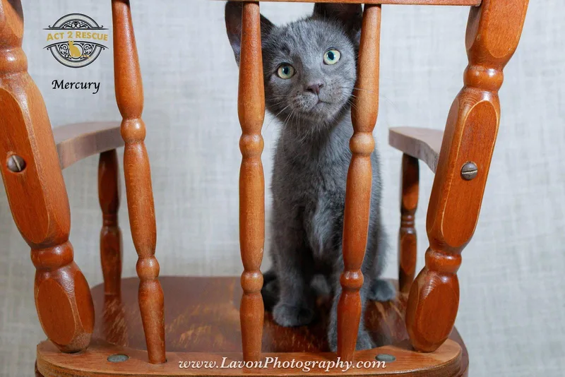 A young medium-sized male Russian Blue cat named Mercury for adoption in Riverside, CA