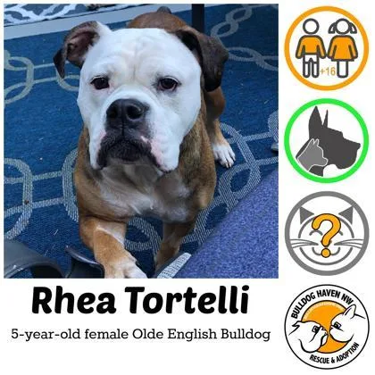 An adult medium-sized female Red / Chestnut / Orange English Bulldog dog named Rhea Tortelli for adoption in Bonney Lake, WA
