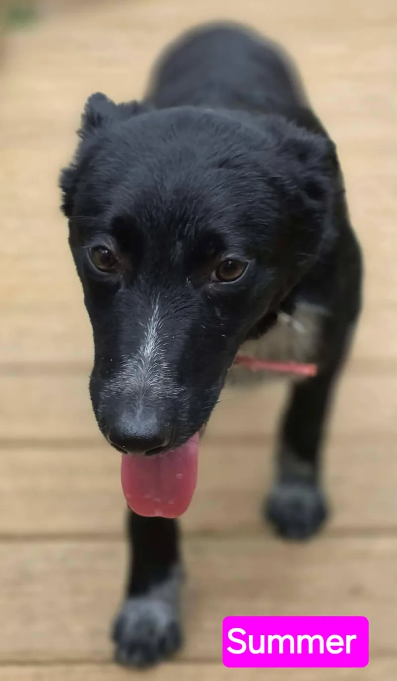 A young medium-sized female Black German Shepherd Dog dog named Summer for adoption in Greeneville, TN