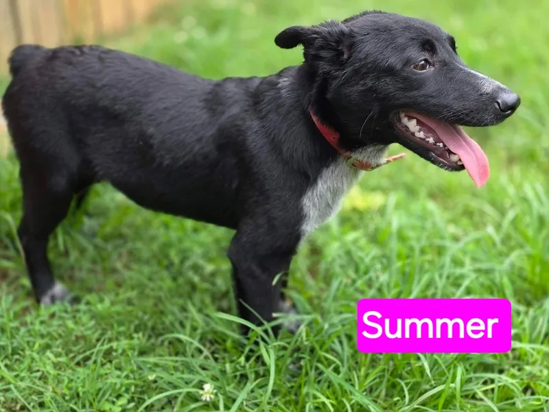 Summer thumbnail 3