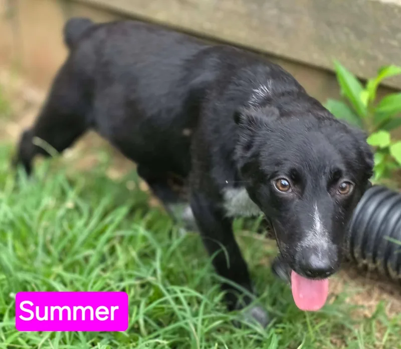 Summer thumbnail 4