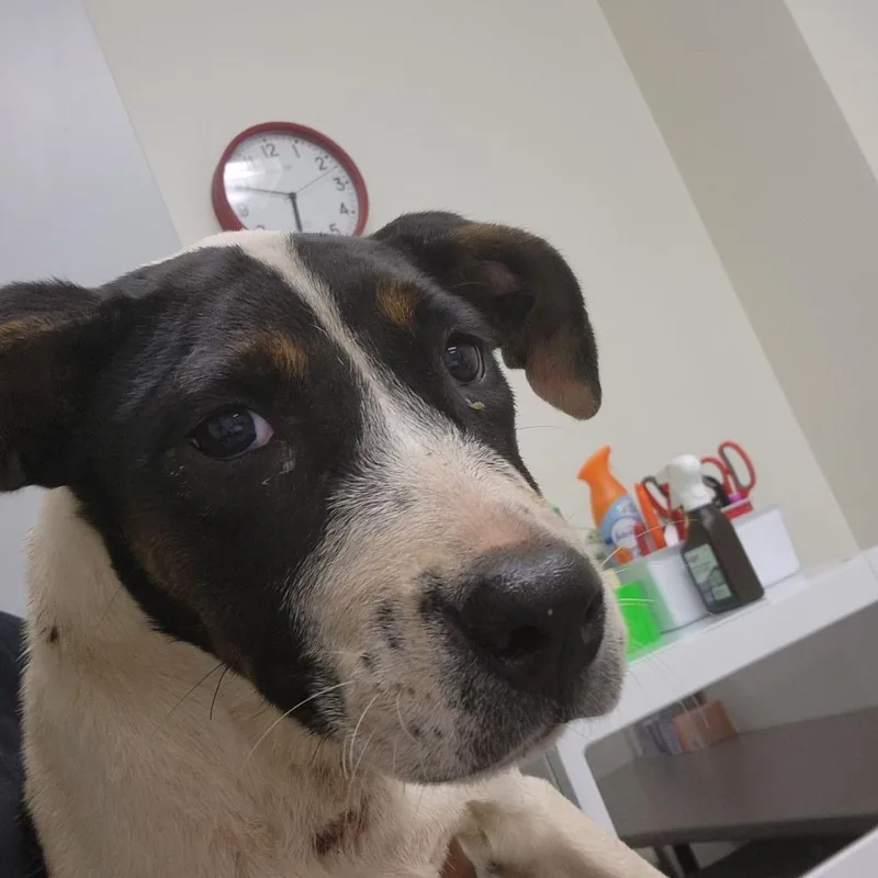 A young medium-sized female White / Cream Pit Bull Terrier dog named Junie for adoption in Birmingham, AL