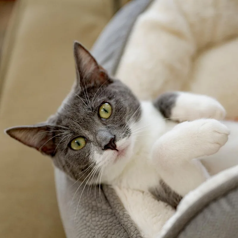 A baby medium-sized female Gray / Blue / Silver Domestic Short Hair cat named Gelato for adoption in Chapel Hill, NC