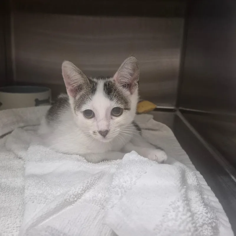 A baby small-sized male White Domestic Short Hair cat named Chinchilla for adoption in Upland, CA