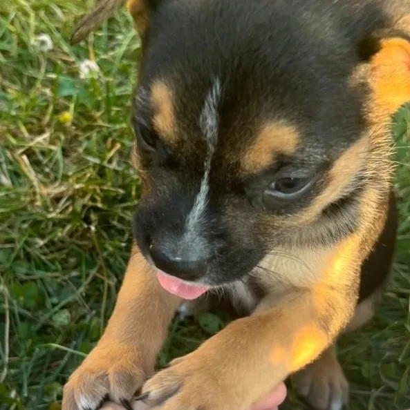 A baby medium-sized male Tricolor (Brown, Black, & White) Anatolian Shepherd dog named Lacey for adoption in Troy, MO