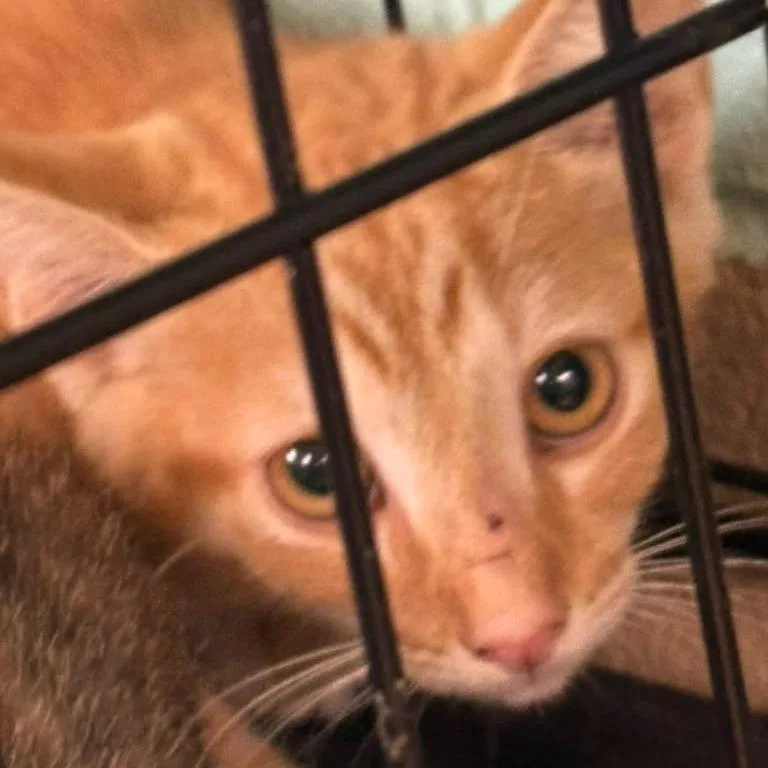 A baby small-sized male Orange / Red Domestic Short Hair cat named Orion for adoption in Gadsden, AL