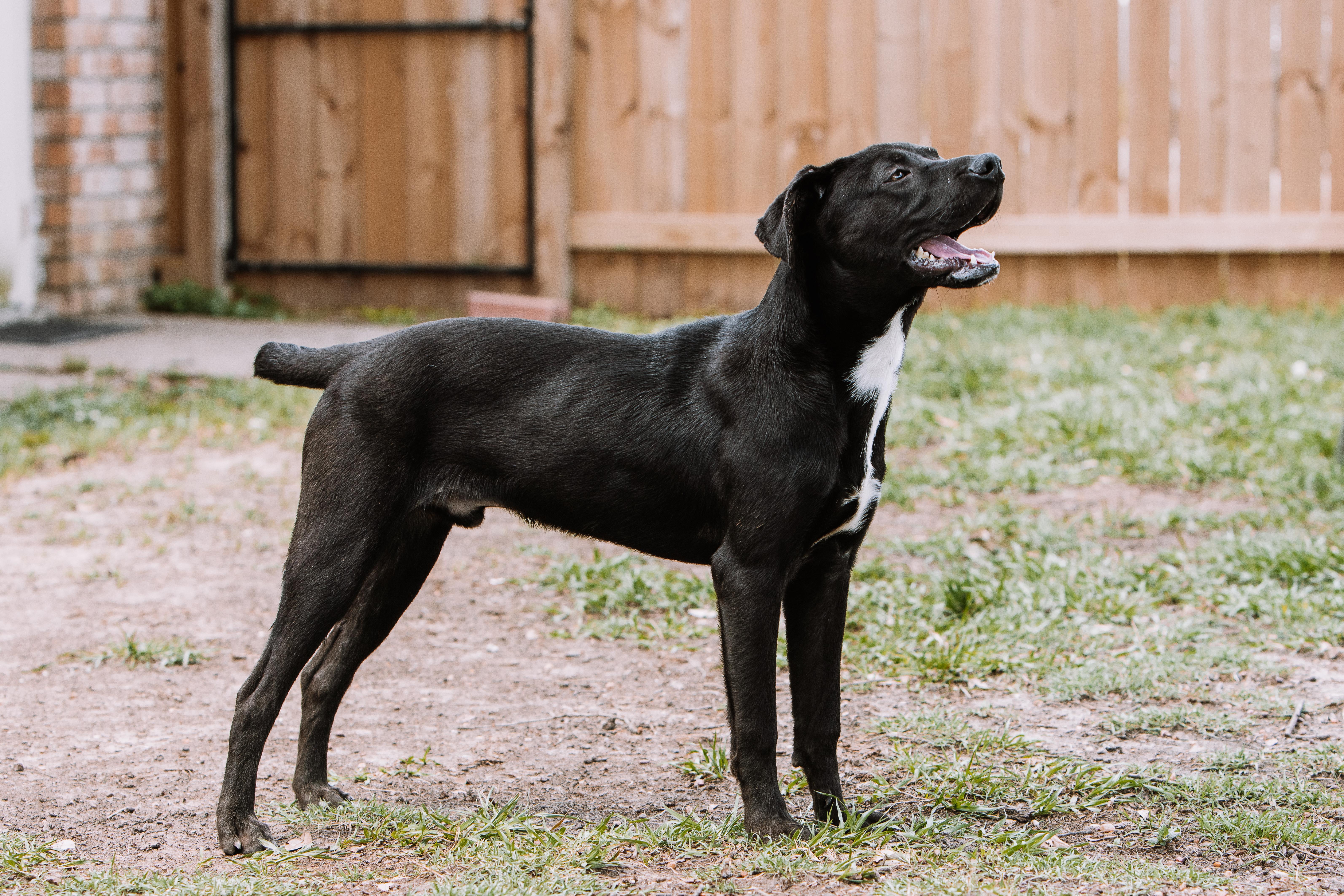 A young medium-sized male Black Labrador Retriever dog named Neo for adoption in Tomball, TX