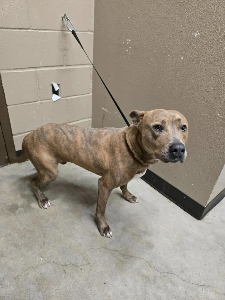 An adult large-sized male Pit Bull Terrier dog named Cannon for adoption in Huntsville, TX