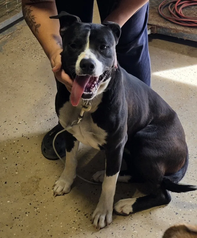 An adult medium-sized female Black Pit Bull Terrier dog named Daisy for adoption