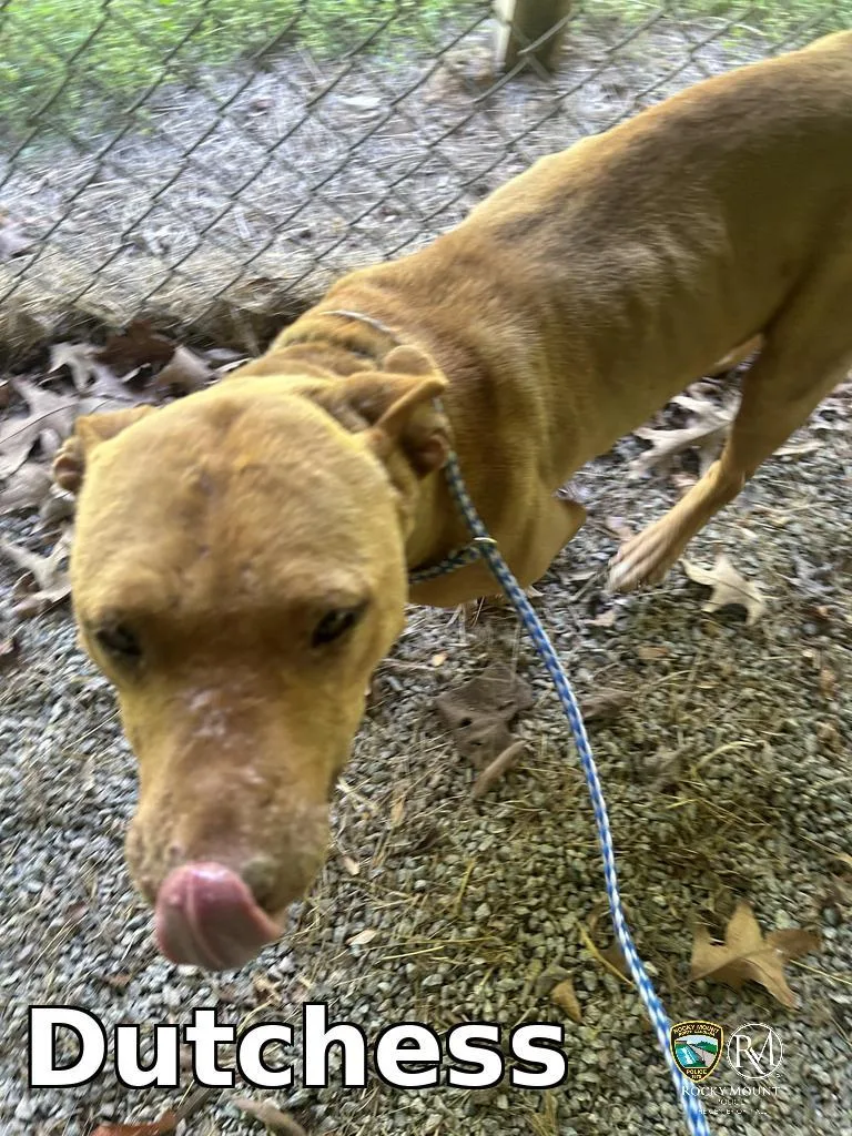 An adult medium-sized female Pit Bull Terrier dog named Dutchess for adoption in Rocky Mount, NC
