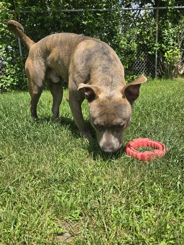 A young large-sized male Brindle Mixed Breed dog named Duke for adoption