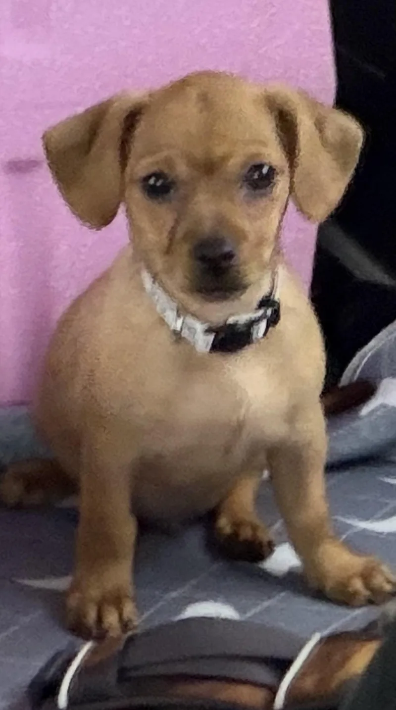 A baby small-sized male Dachshund dog named Sheriff for adoption in Gilbert, AZ