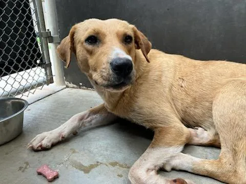 A young medium-sized female Mixed Breed dog named Sunkist for adoption in Mustang, OK