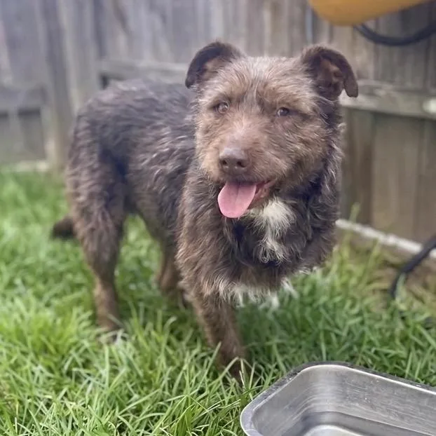 An adult medium-sized female Brown / Chocolate Terrier dog named Della for adoption in San Diego, CA