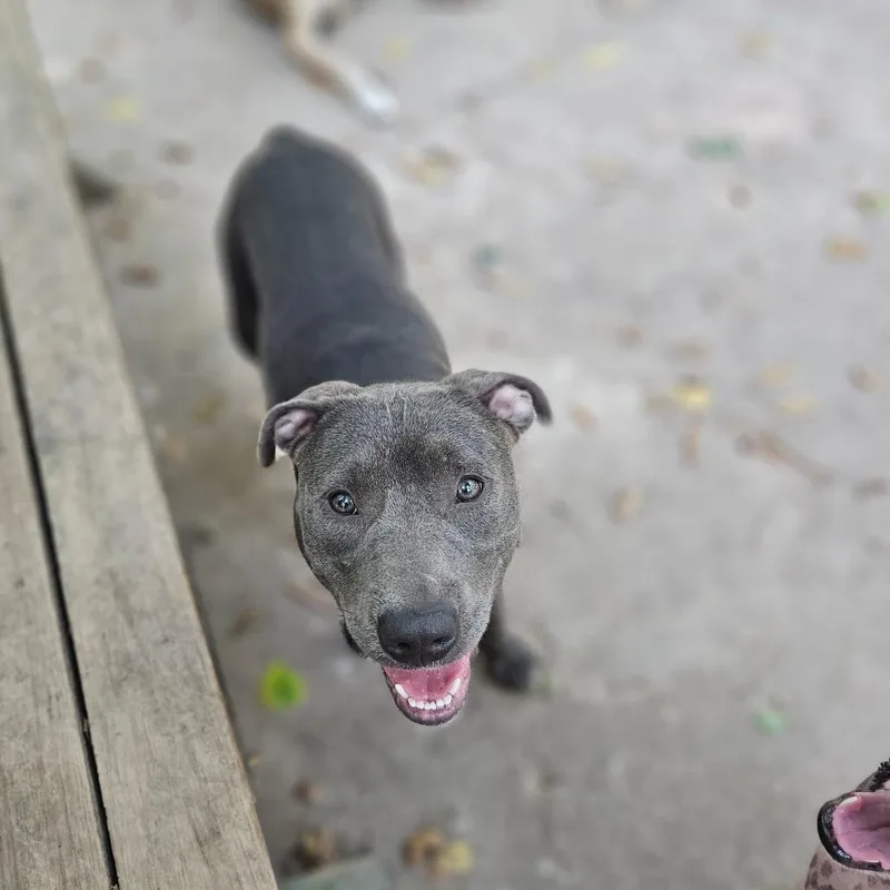A young medium-sized female Gray / Blue / Silver Pit Bull Terrier dog named Holly for adoption in Springfield, MO