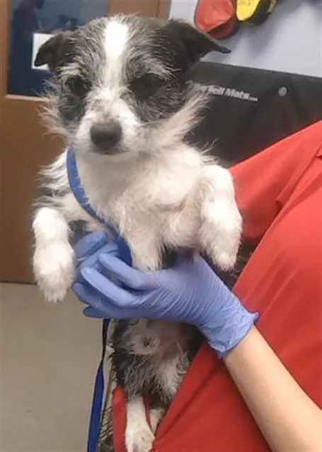 A young small-sized male Border Terrier dog named Merlin for adoption in Phoenix, AZ