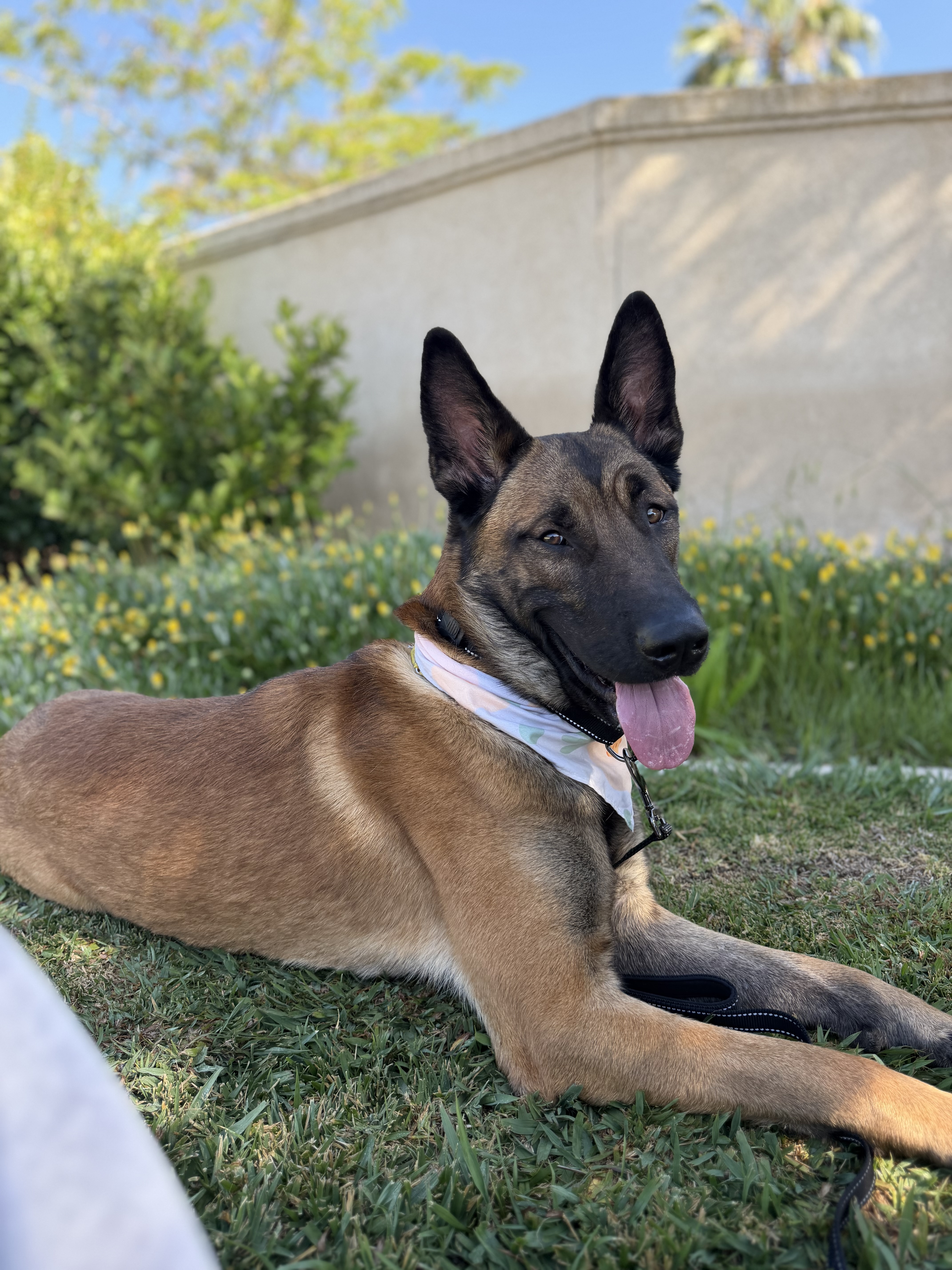 Maverick