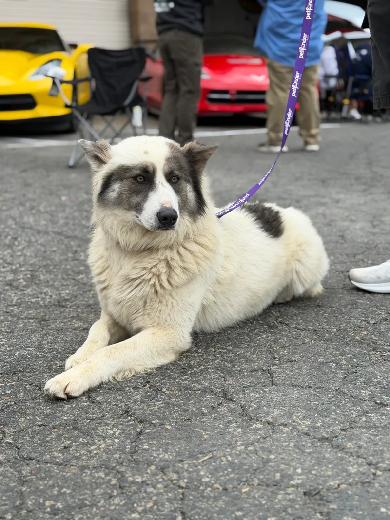 An adult large-sized male White Siberian Husky dog named Lobo for adoption in Perris, CA
