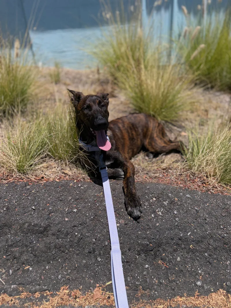 A baby medium-sized female Brown Belgian Shepherd / Malinois dog named Hermione for adoption in Perris, California