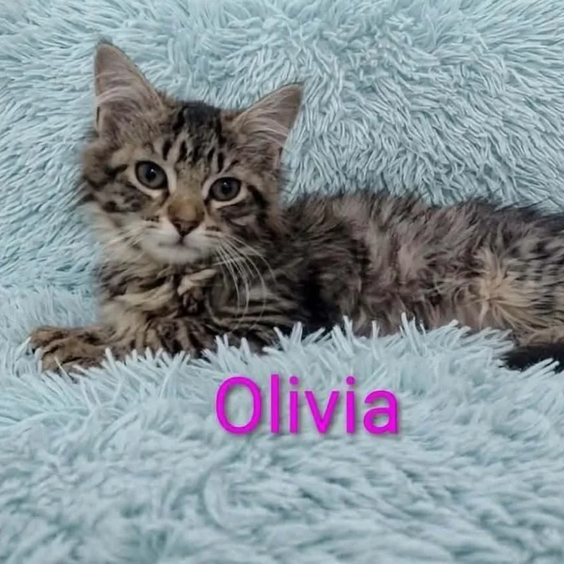 A baby medium-sized female Tabby (Brown / Chocolate) Tabby cat named Olivia for adoption in Wyandotte, MI
