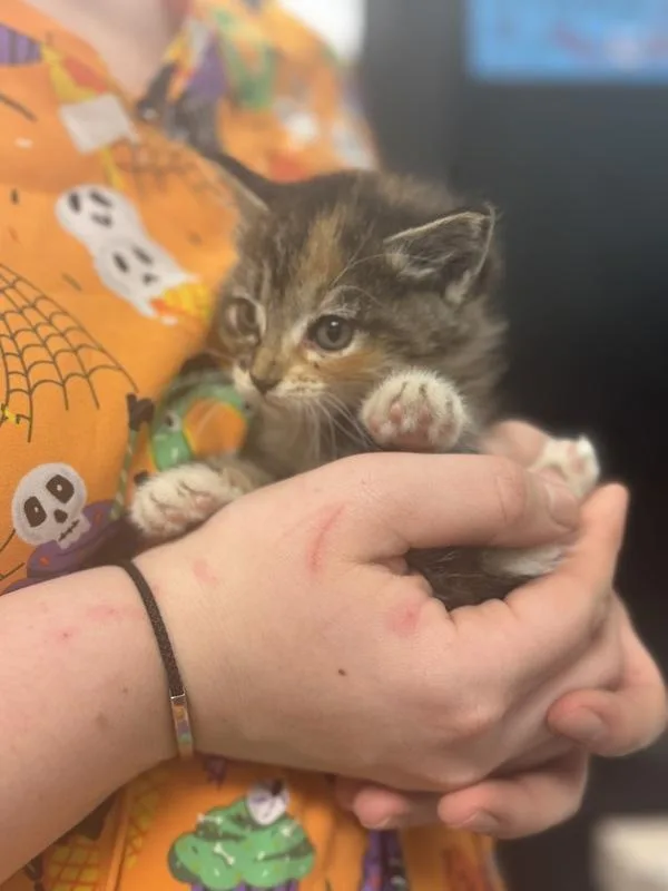 A baby small-sized female Domestic Short Hair cat named Peony for adoption in Salisbury, MD