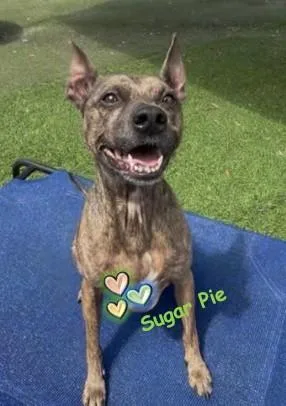 An adult medium-sized male Brindle Terrier dog named Sugar Pie for adoption in Palm Harbor, FL