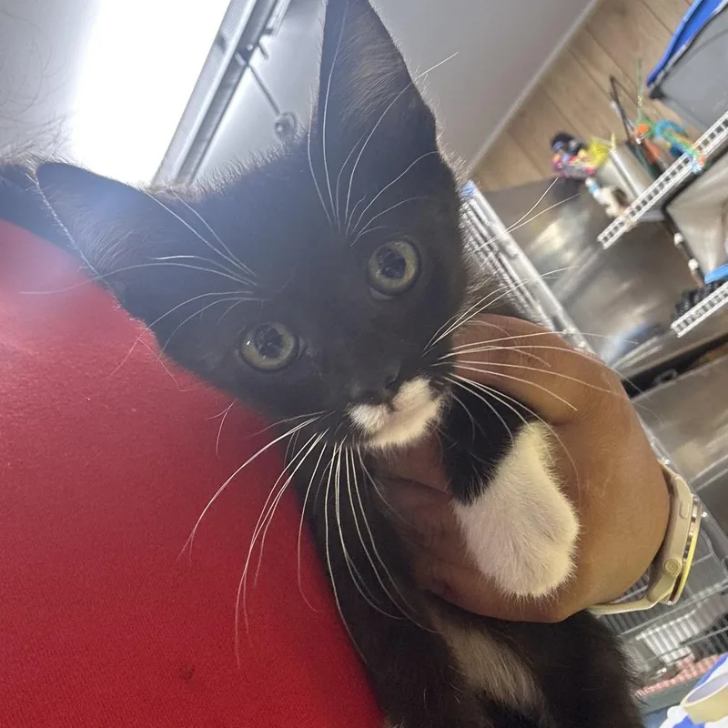 A baby small-sized male Brown / Chocolate Domestic Short Hair cat named Marvin for adoption in Leander, TX